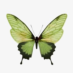 butterfly 1 butterfly1